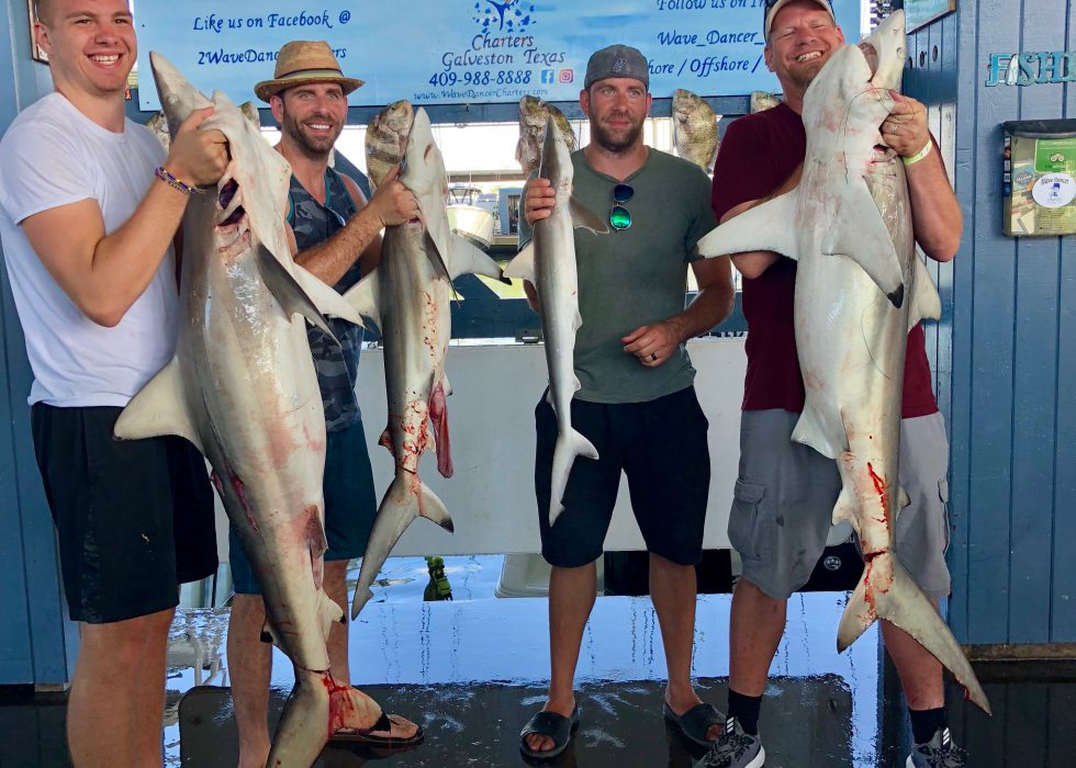 Successful Shark Fishing Trip Galveston