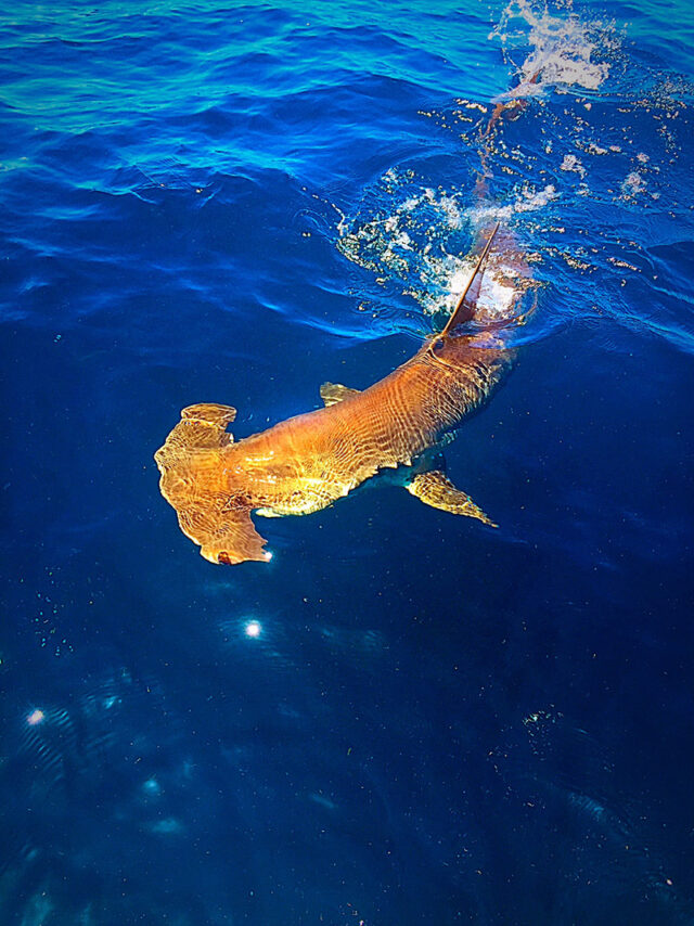 deep sea fishing galveston tx