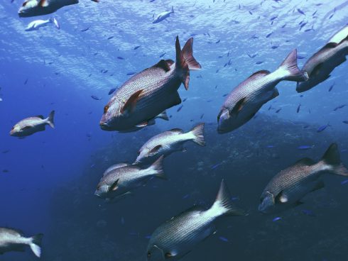 red snapper fish