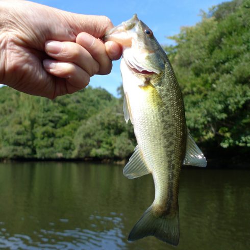 texas bass fishing